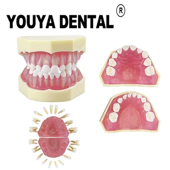 Модель удаления молочных зубов у детей, обучающая модель для студентов-стоматологов, демонстрационный модуль практики
